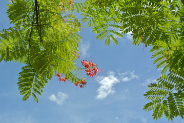 green leaf and little flower