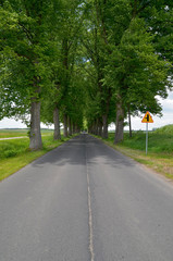 Fototapeta na wymiar Droga tunelowa (droga krajowa nr 167 koło Tychowa)