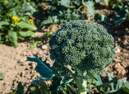 Ripe Broccoli plant in the field