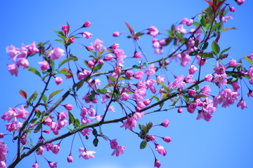 海棠桜
