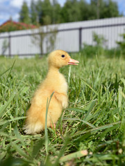 Duckling