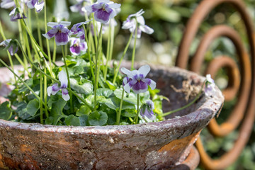 garden decoration / Garden decoration with purple horned violets