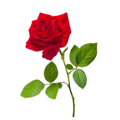 single flowe beautiful red rose isolated white for design or greetingcard