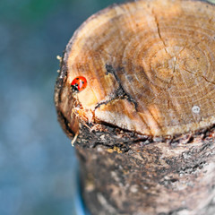 ladybug on wood 