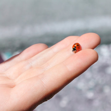 ladybug in hand 