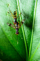 insects couple