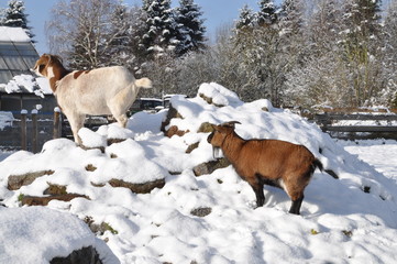 Ziege im Schnee
