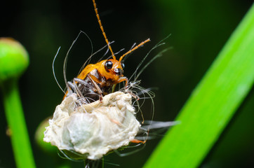 Red beetle