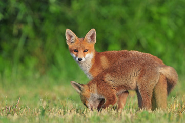 Naklejka na ściany i meble Two wild red foxes