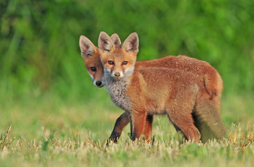 Two wild red foxes