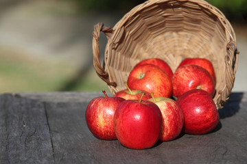 Harvest time, apples