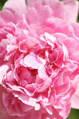 Розовые цветы пиона