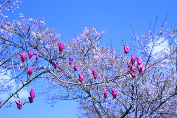 桜に木蓮