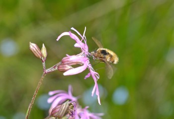 bee on flower
