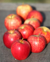 Naklejka na ściany i meble Harvest time, apples