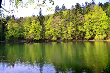 jeziorko leśne 