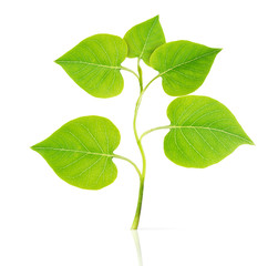 Fototapeta premium Small plant isolated