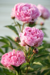 Розовые цветы пиона