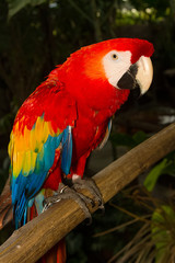 Fototapeta na wymiar Scarlet Macaw