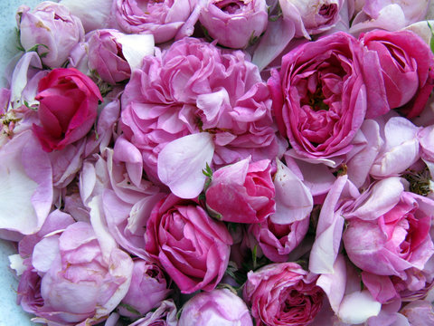 Freshly picked Damask roses for rose petal jam