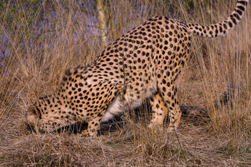 Cheetah snuffelt.