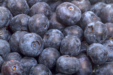 Background of ripe great bilberry