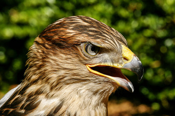 Portret roodstaartbuizerd