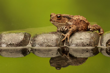 Fototapeta premium Common toad on an old tile in a pond
