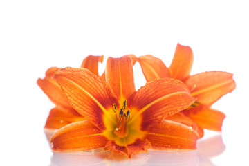 orange lily