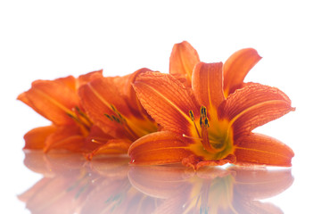 Fototapeta premium orange lily