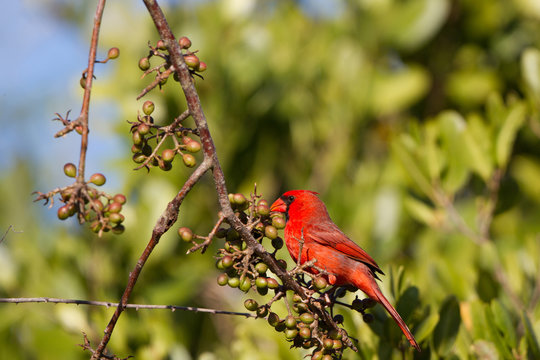 Male Northern Cardinal eyes a berry in Florida
