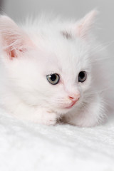 White little kitten looking