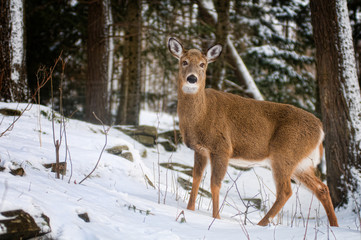 one wild white tailed deer in a winter forest