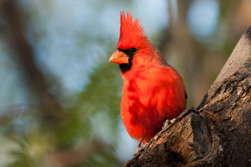 Closeup of a brilliant male Northern Cardinal