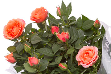 Bouquet of orange roses on  white