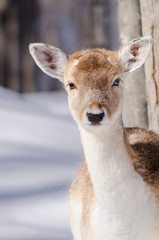 Deer