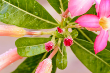 Desert Rose is a bright-colored flowers
