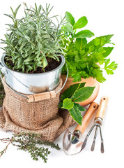 Fresh green herbs with garden tools. Isolated on white