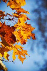autumn maple leaves