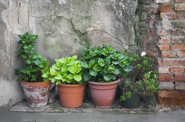 Fototapeta na wymiar herb gardens in pots on the background of old brick wall