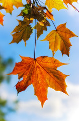 autumn maple leaves