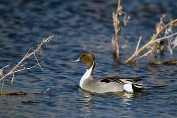Northern Pintail, Anas acuta
