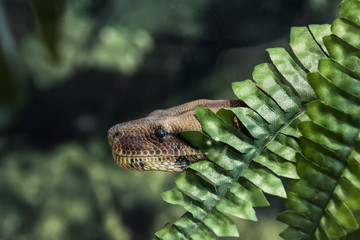 Snake