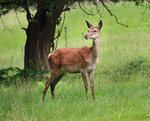 Red Stag Deer  in an English Park