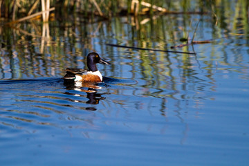 Northern Shoveler swims in the blue water of a marsh, with reflections