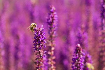 Bee on a woodland sage