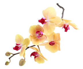 Orchid flower branch isolated 