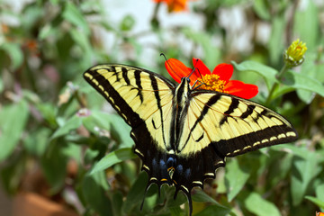 Western Tiger Swallowtail nectars on a native red zinnia flower