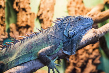 Green Lizard
