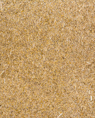 wheat grain